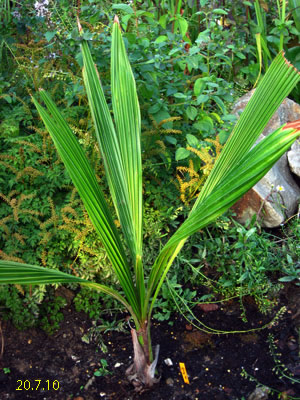 parajubaea